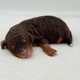 Girl 2 - Phantom female Bernedoodle puppy in Bellville, Ohio from Bernedoodle Buddies