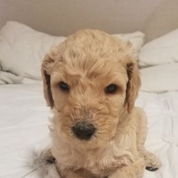 Poodle Puppies from S&L Missouri Standard Poodles LLC