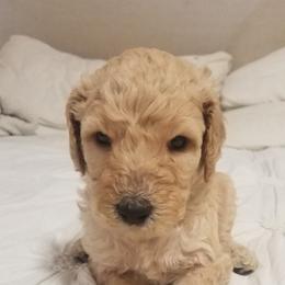 Poodle Puppies from S&L Missouri Standard Poodles LLC