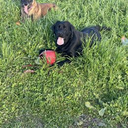 Rio - Labrador Retriever
