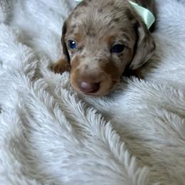 Cornbread /Cow - Dachshund puppy from Honey Creek Doxies