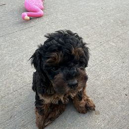 Poodle Puppies from Lucky Dog Poodles