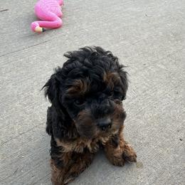 Poodle Puppies from Lucky Dog Poodles