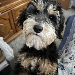 Aussiedoodle All Grown Up from White Pine Farm