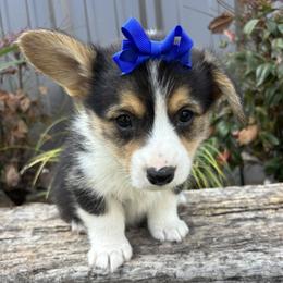 JOEY - Black and tan female Pembroke Welsh Corgi puppy in Hinton, Oklahoma from Green Cloud Ranch