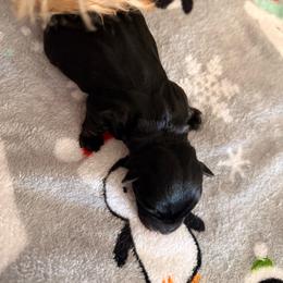 Boy 2 - Black male Scottish Terrier puppy in Victorville, California from Santas Scotties