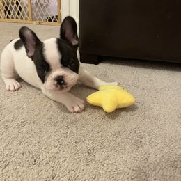 French Bulldog Puppies from Fur Royalty Frenchies