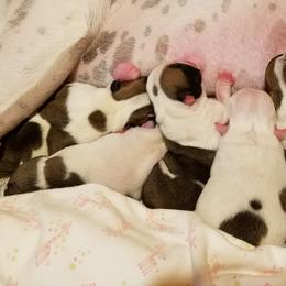 Bulldogs from Toadhall Bulldogs