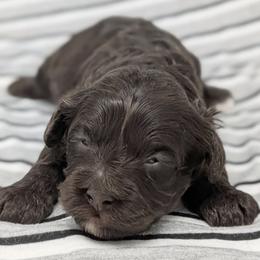 Aphrodite - Chocolate female Cavapoo puppy in Salem, New Jersey from Dreamy Night Doodles