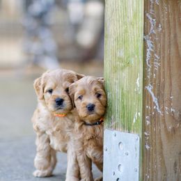 Australian Labradoodle Puppies from Bedrock Labradoodles