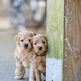 Australian Labradoodle Puppies from Bedrock Labradoodles