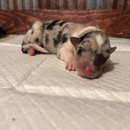 Collie Puppies from A/K Rough Collies