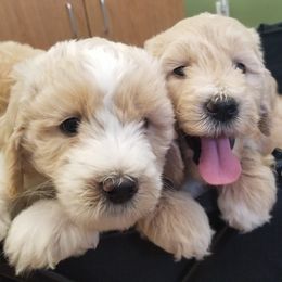Aussiedoodles, Bernedoodles, and Goldendoodles from Super Doodle Cute PNW