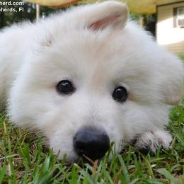 Berger Blanc Suisse and German Shepherd Puppies from Vom Hundhaus German Shepherds