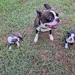 Boston Terrier puppies from Simply Boston