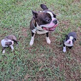 Boston Terrier puppies from Simply Boston