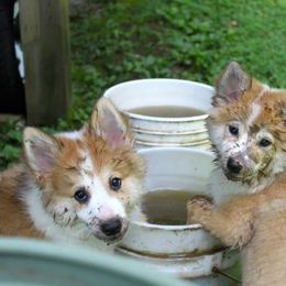 English Cocker Spaniel and Icelandic Sheepdog Puppies from Rocky Bottom