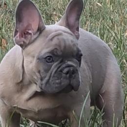 Boy 1 - Blue fawn male French Bulldog puppy in Crane, Missouri from James River French Bulldogs