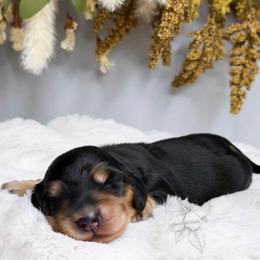 Zephyr - Black and tan male Dachshund puppy in Redding, California from Jean & Mae Doxies