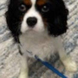 Assorted Doodle Crosses, Bernedoodles, Cavalier King Charles Spaniels, Cavapoos, Chihuahuas, and Poodles from Designer K9's