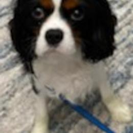 Assorted Doodle Crosses, Bernedoodles, Cavalier King Charles Spaniels, Cavapoos, Chihuahuas, and Poodles from Designer K9's