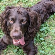 Maverick - Brown Boykin Spaniel puppy in Madison, Wisconsin from Pyro Pups Kennel