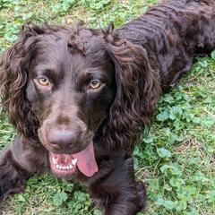 Maverick - Brown Boykin Spaniel puppy in Madison, Wisconsin from Pyro Pups Kennel