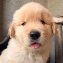 Golden Girl - Golden female Golden Retriever puppy in Lincoln, California from Ray of Sunshine Retrievers