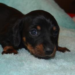 Girl 2 - Black and tan female Dachshund puppy in Cherokee, Oklahoma from Special “K” Dachshunds