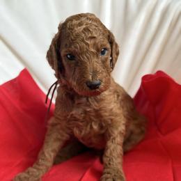 Valentino - Red  male Poodle puppy in Mount Vernon, Illinois from AMC Poodles