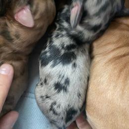 Bailey - Dapple female Dachshund puppy in Trenton, Florida from Tweenie Weenie Dachshunds