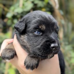 Girl 5 - Black tri female Miniature American Shepherd puppy in Kamuela On The Big Island, Hawaii from Royal Hawaiian Aussies LLC
