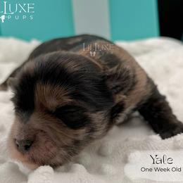 Yale - Merle male Shorkie puppy in Scottsdale, Arizona from Lil Luxe Pups