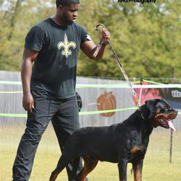 Rottweiler puppies from Wright Way Retrievers