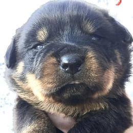 Red - Black and mahogany female Rottweiler puppy in Waverly Hall, Georgia from Dragonflytkennels