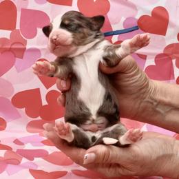 Mr. G - Merle male Bernedoodle puppy in Westminster, South Carolina from Goldendoodlepuppiessc
