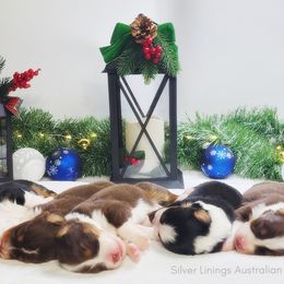 Australian Shepherd puppies from Silver Linings Australian Shepherds