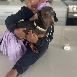 Haze - Dachshund