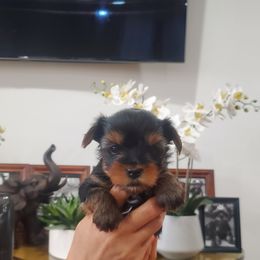 Yorkshire Terrier Puppies from Yorkie Puppies Redwood Ranch Chicago