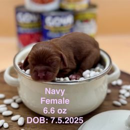 Girl 1 - Ruby female Cavalier King Charles Spaniel puppy in Bainbridge, New York from M & M Cavaliers