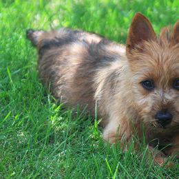Australian Terrier Puppies from Temora Australian Terriers