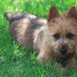 Australian Terrier Puppies from Temora Australian Terriers