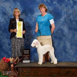 Bedlington Terrier and Bichon Frise All Grown Up from Patchwork Bedlington Terriers and Bichon Frise