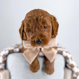 Seam - Red  male Goldendoodle puppy in Jamestown, Kentucky from Milk & Honey Doodles