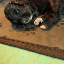 Australian Cobberdog Puppies from Lively Acres Cobberdogs