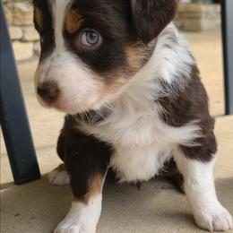 Hattie - Red tri-color female Australian Shepherd puppy in Harrodsburg, Kentucky from Triple M Aussies