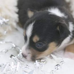 Chihuahua Puppies from Jersey’s Tiny Tails Chihuahuas