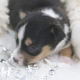 Chihuahua Puppies from Jersey’s Tiny Tails Chihuahuas