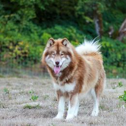 Heidi - Red and white female Siberian Husky puppy in Lakebay, Washington from Cascade Siberians