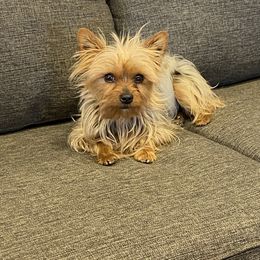 Baxter - Yorkshire Terrier